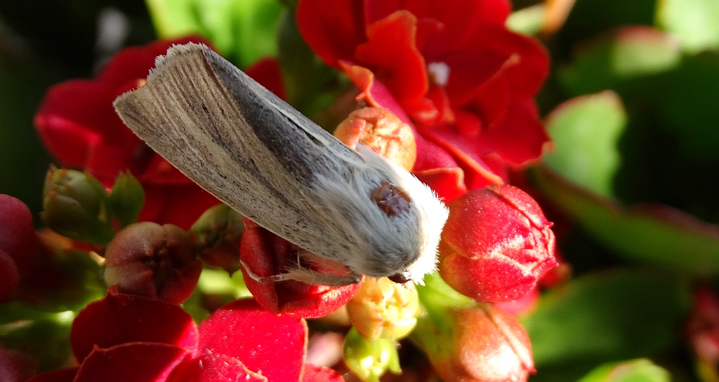 Sedina buettneri
