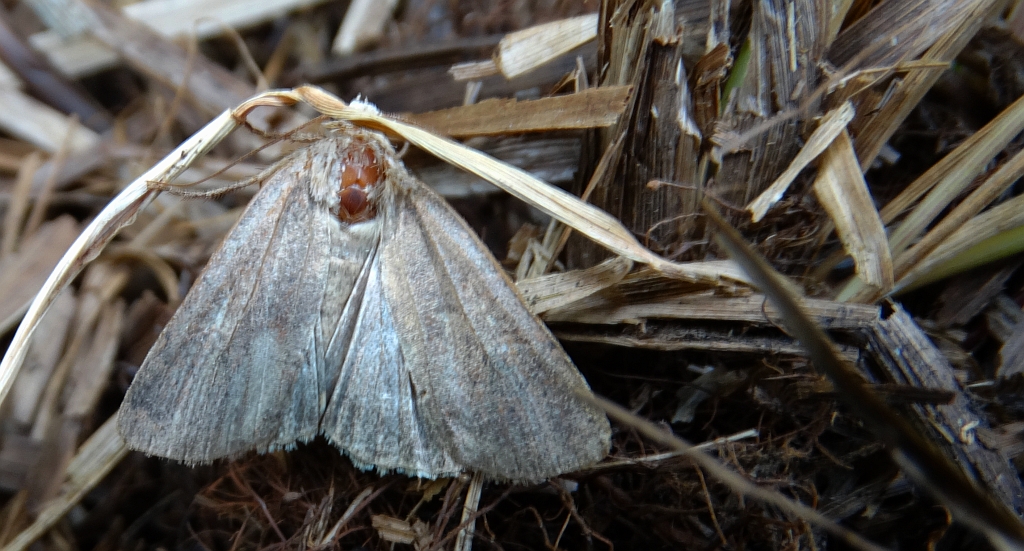 Xestia xanthographa