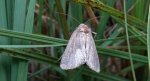 Xestia xanthographa