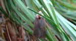 Xestia xanthographa