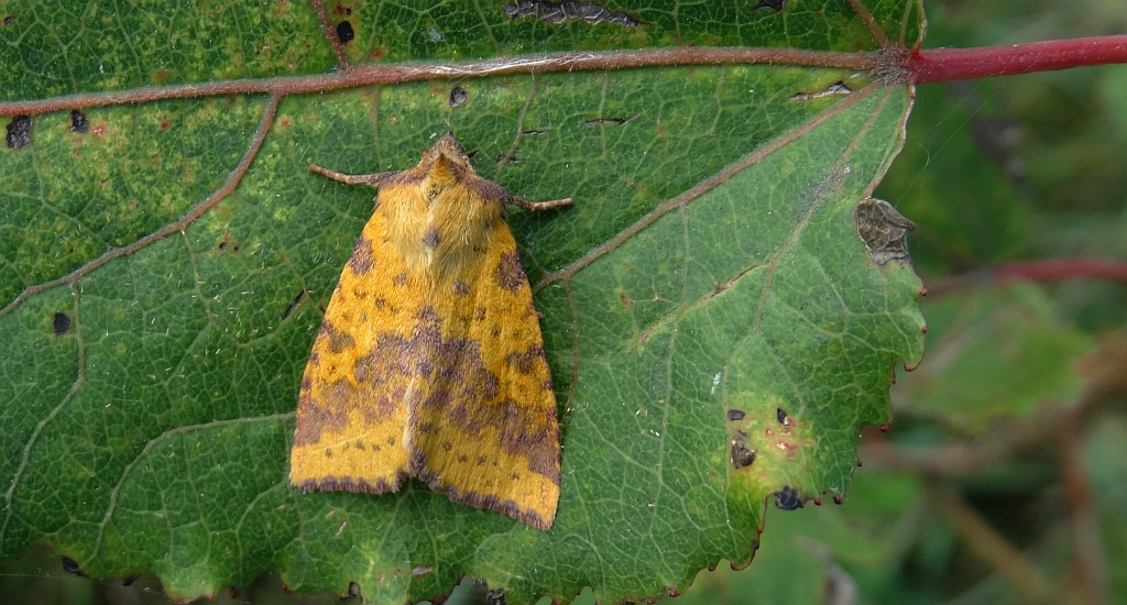 Ozimica wierzbówka (Xanthia togata)