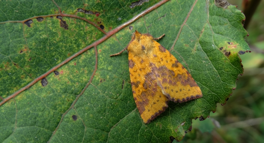 Ozimica wierzbówka (Xanthia togata)