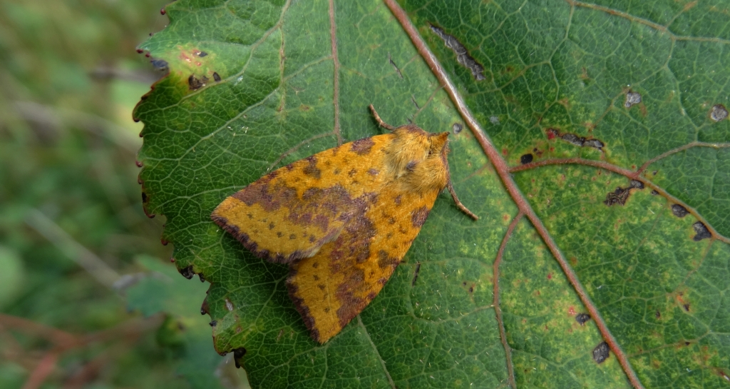 Ozimica wierzbówka (Xanthia togata)
