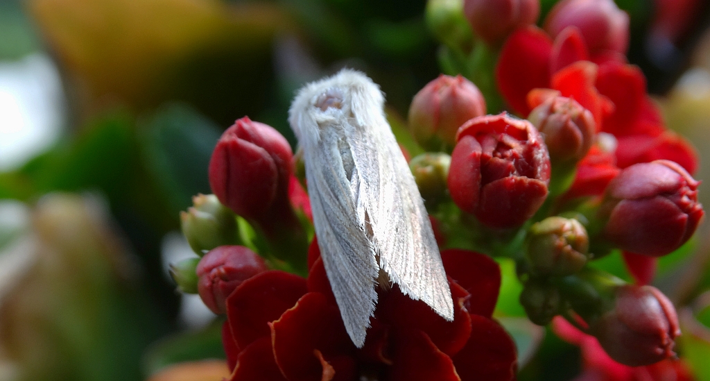 Sedina buettneri
