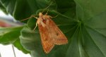Xestia xanthographa