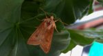 Xestia xanthographa