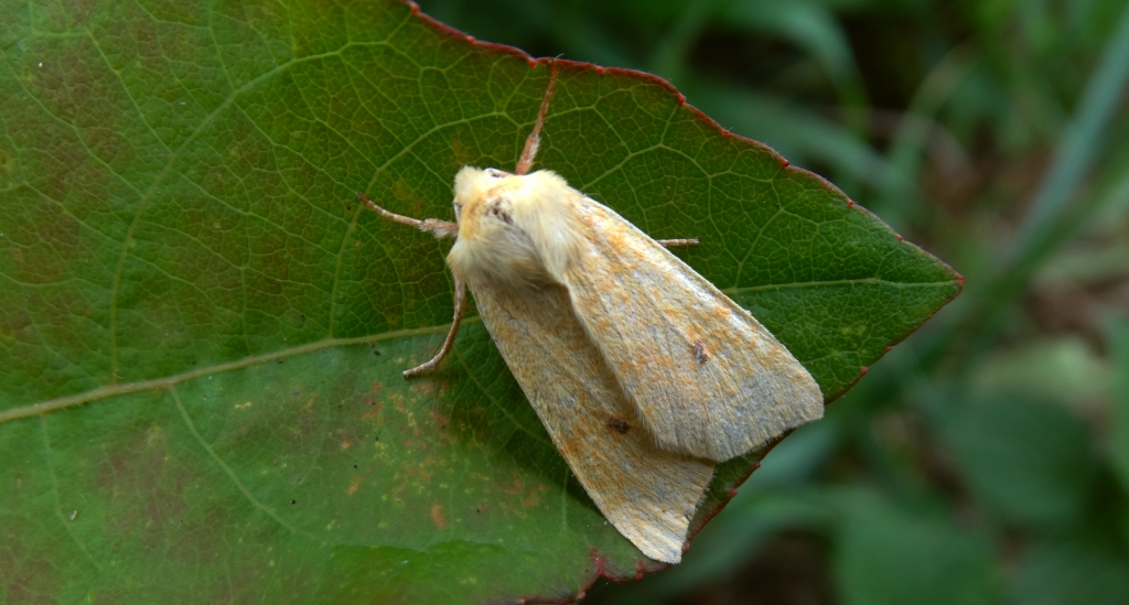 Morka wierzbówka (Xanthia icteritia)