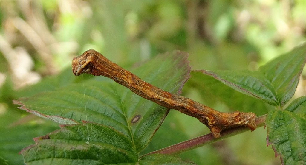 Przylepek pomrocznik (Ectropis crepuscularia)