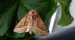 Hydraecia micacea