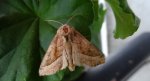 Hydraecia micacea