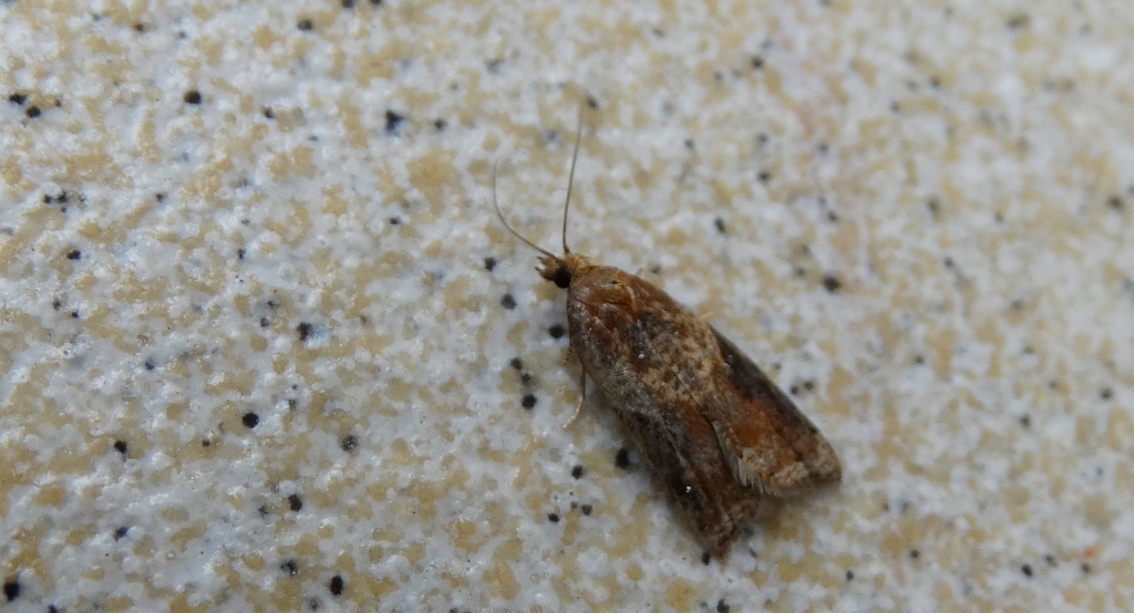 Acleris laterana