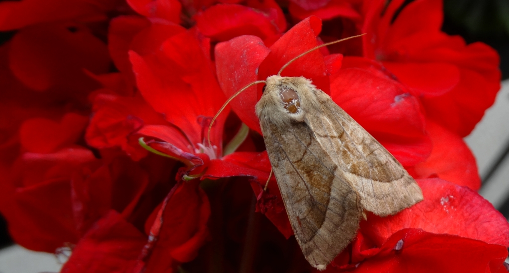 Hydraecia micacea