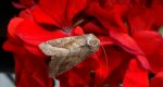 Hydraecia micacea
