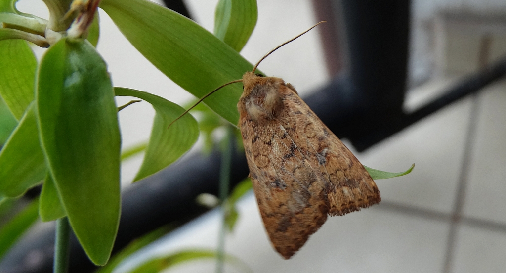 Źrenicówka rudawka (Agrochola circellaris)