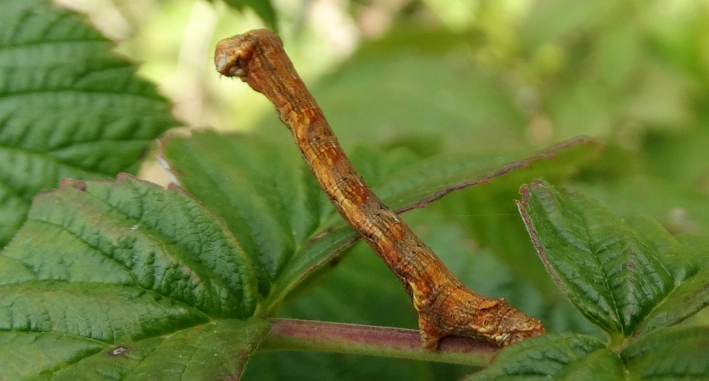 Przylepek pomrocznik (Ectropis crepuscularia)