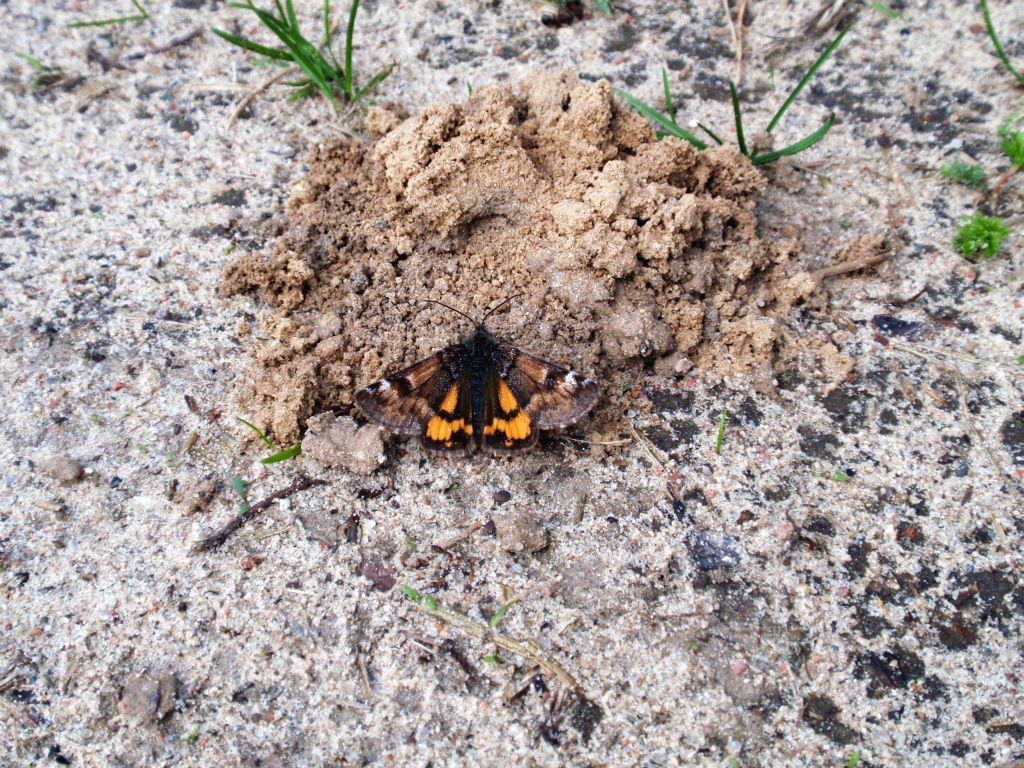 Bęsica kwietniówka (Archiearis parthenias)