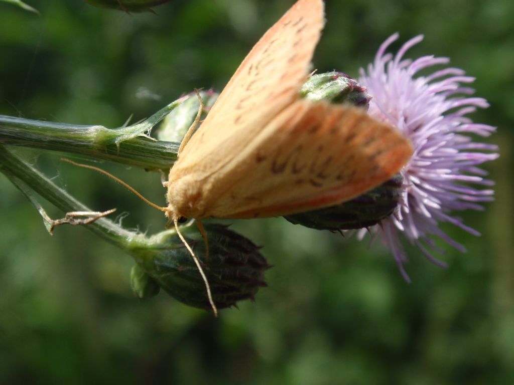 Łada różowica (Miltochrista miniata)