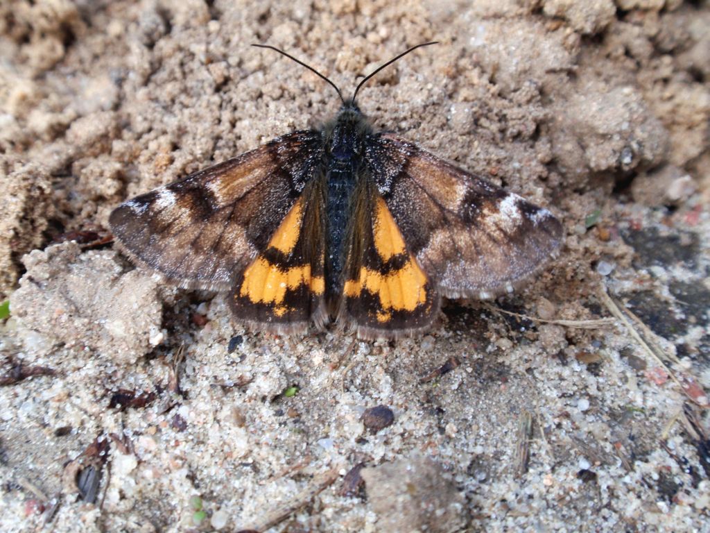 Bęsica kwietniówka (Archiearis parthenias)