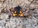Bęsica kwietniówka (Archiearis parthenias)