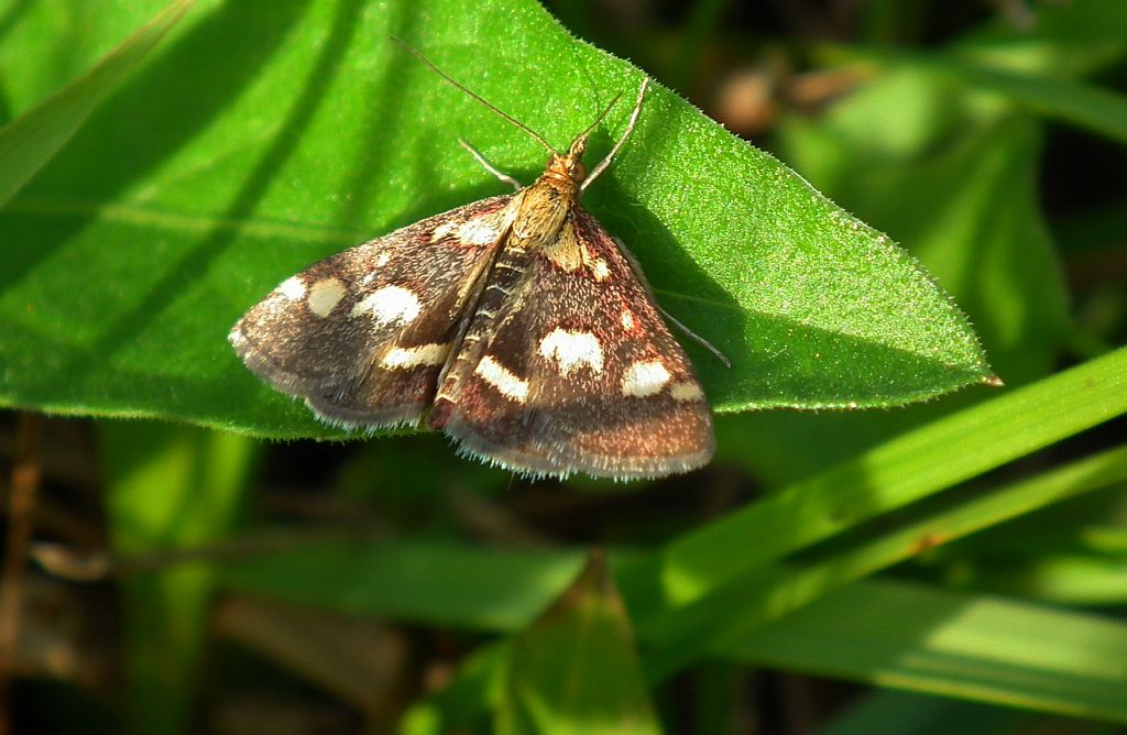 Pyrausta ostrinalis