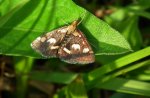 Pyrausta ostrinalis