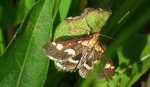 Pyrausta ostrinalis