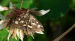 Pyrausta ostrinalis