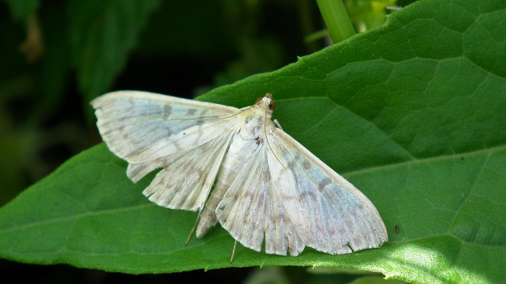 Boczanka brązowianka (Pleuroptya ruralis)
