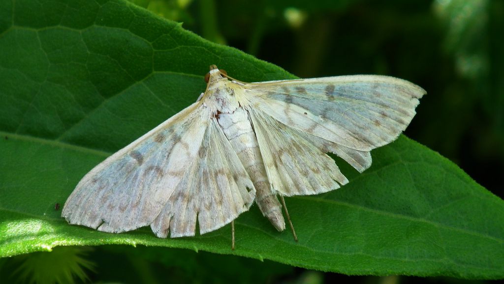 Boczanka brązowianka (Pleuroptya ruralis)
