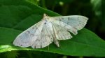Boczanka brązowianka (Pleuroptya ruralis)