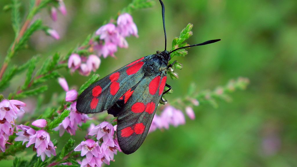 Kraśnik sześcioplamek (Zygaena filipendulae)