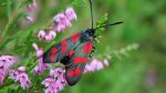 Kraśnik sześcioplamek (Zygaena filipendulae)