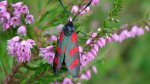Kraśnik sześcioplamek (Zygaena filipendulae)