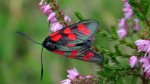 Kraśnik sześcioplamek (Zygaena filipendulae)