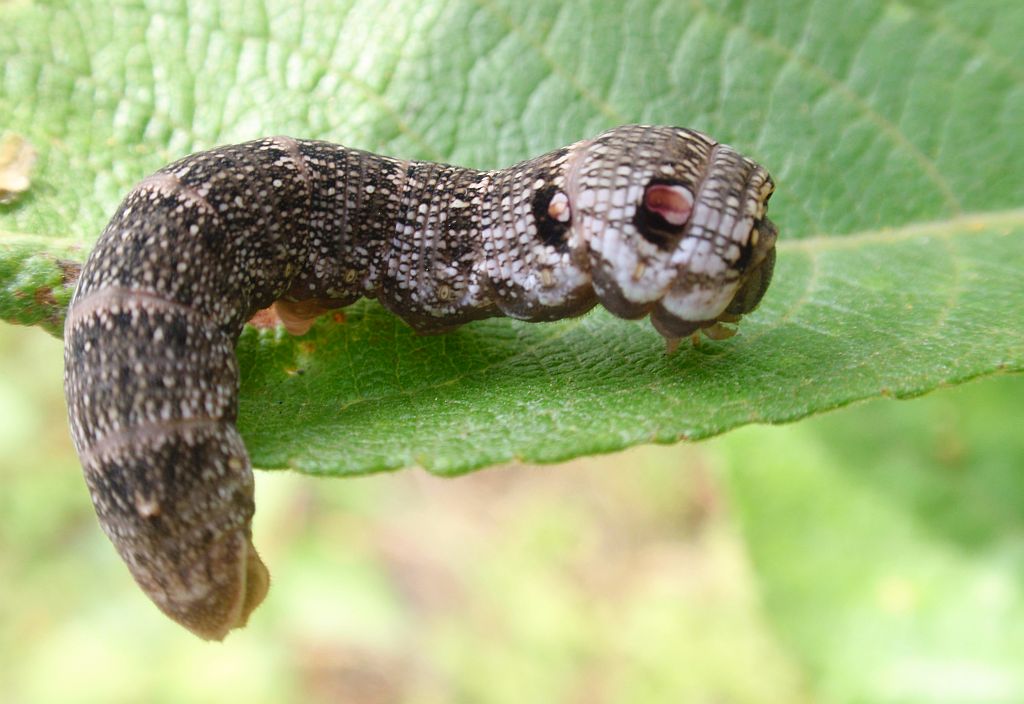 Zmrocznik gładysz  (Deilephila elpenor)