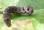 Zmrocznik gładysz  (Deilephila elpenor)