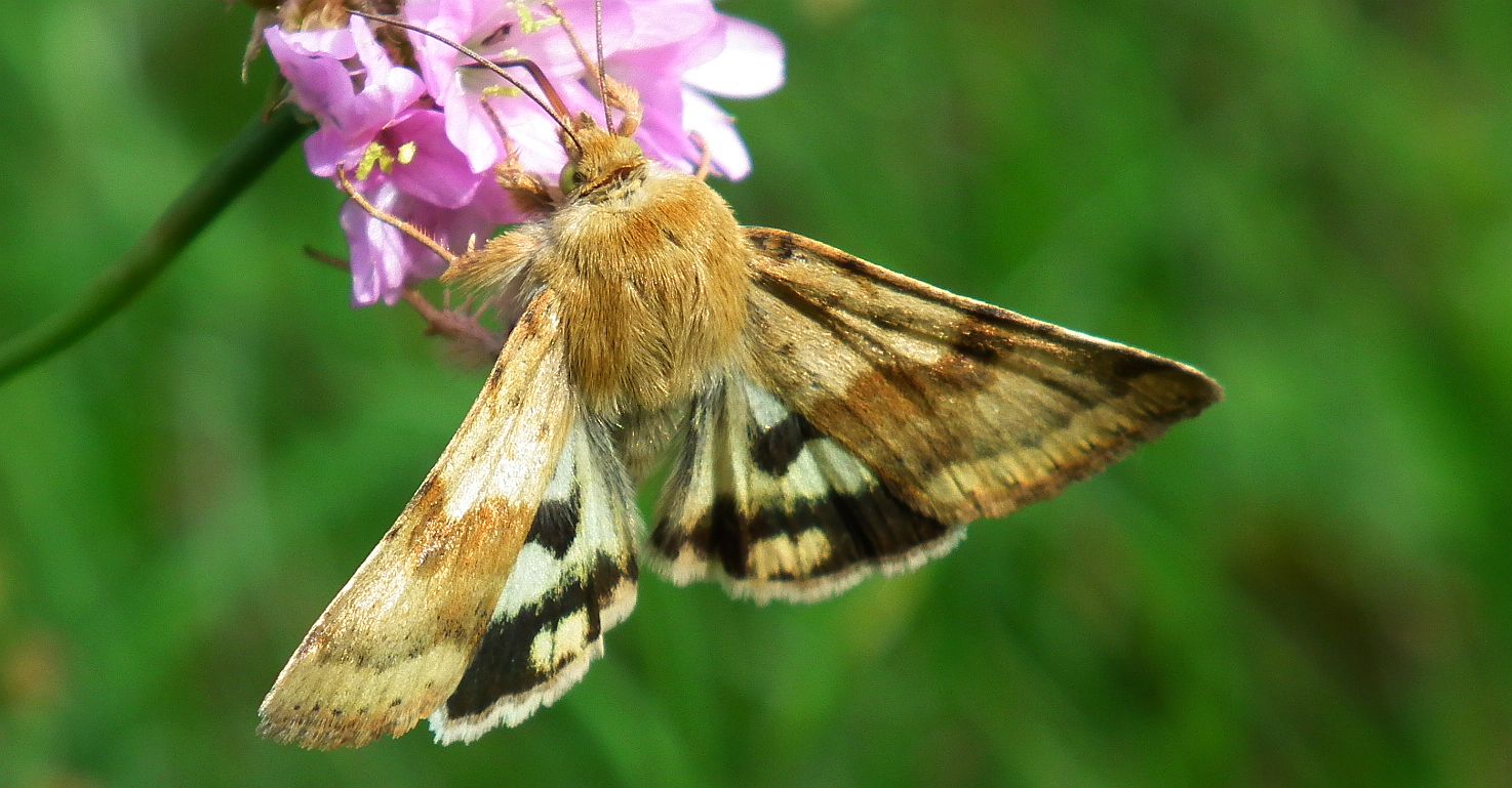 Słonecznica szczeciówka (Heliothis viriplaca)