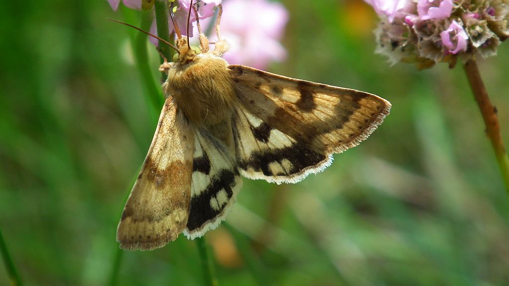 Słonecznica szczeciówka (Heliothis viriplaca)