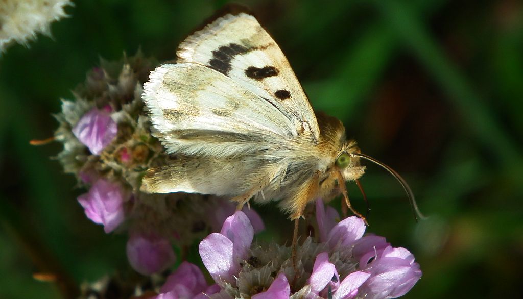Słonecznica szczeciówka (Heliothis viriplaca)