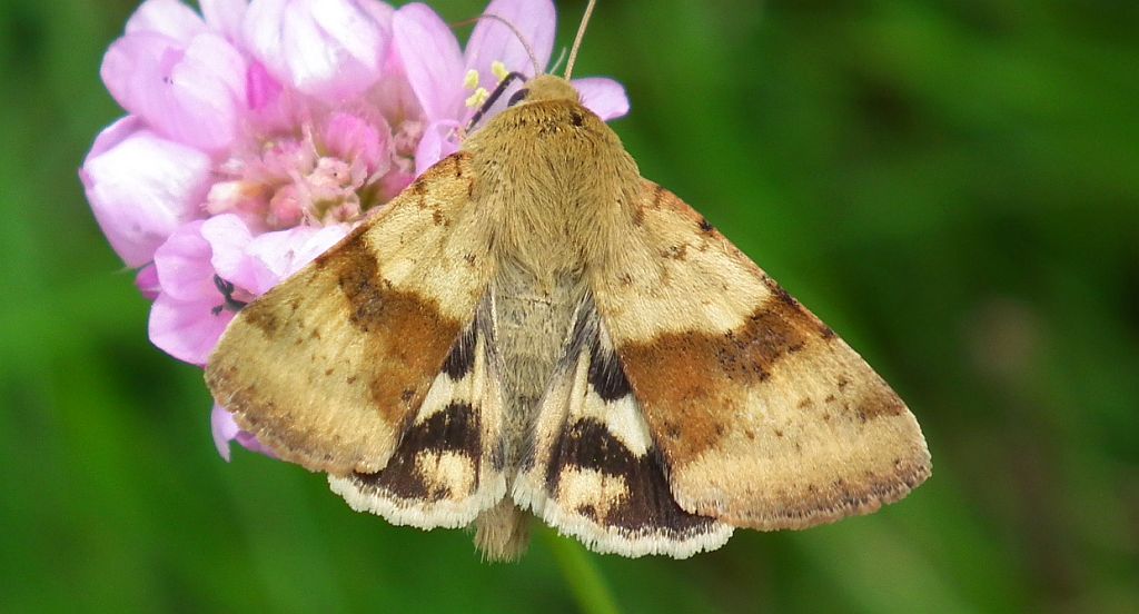 Słonecznica szczeciówka (Heliothis viriplaca)