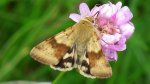 Heliothis maritima