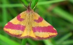 Sudamek szczawiak (Lythria cruentaria)