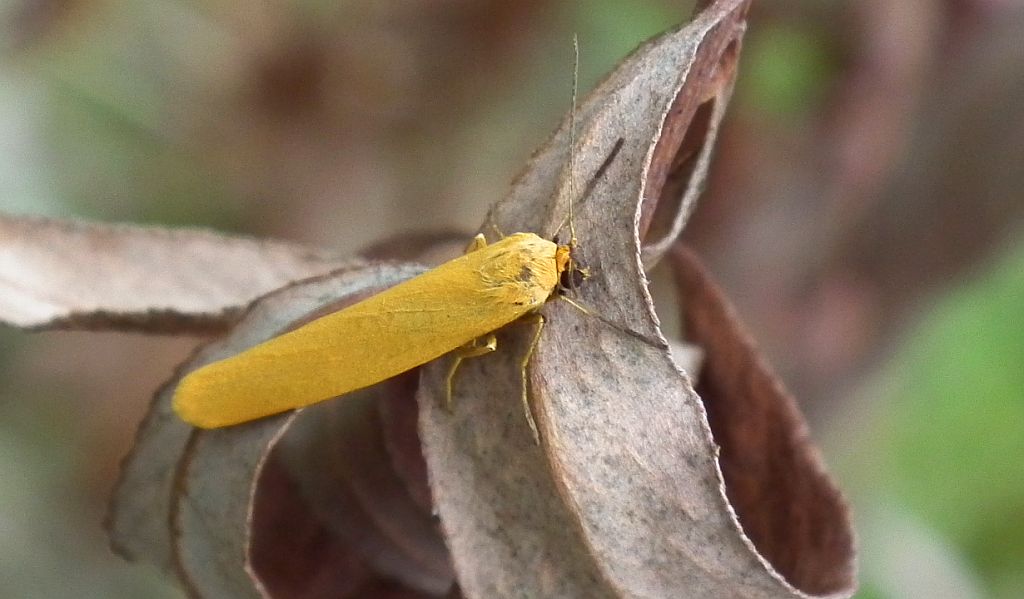Fałdówka blednica (Eilema pygmaeola)
