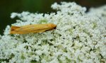 Fałdówka blednica (Eilema pygmaeola)