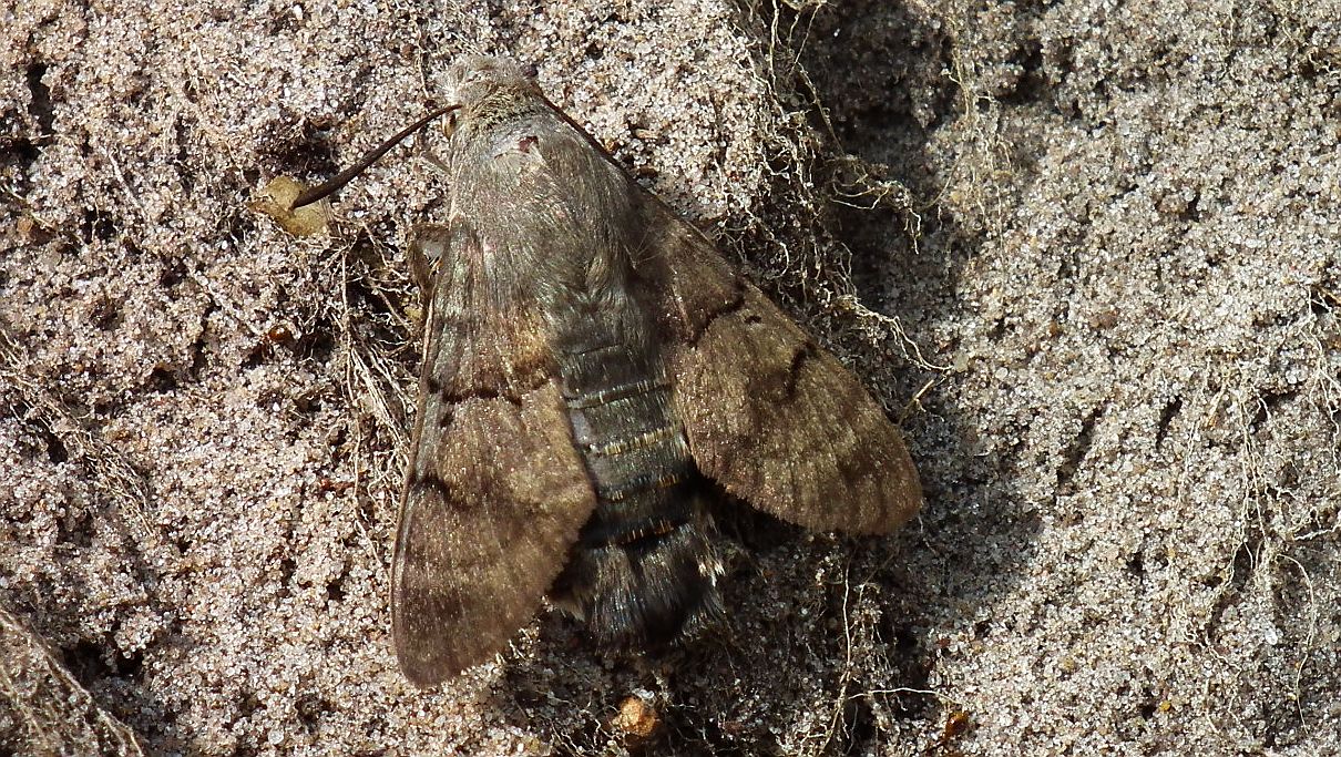 Fruczak gołąbek (Macroglossum stellatarum)