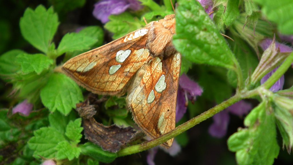 Złocica kostrzewica (Plusia festucae)