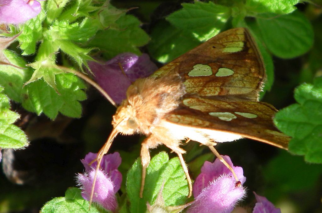 Złocica kostrzewica (Plusia festucae)