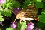 Złocica kostrzewica (Plusia festucae)