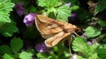 Złocica kostrzewica (Plusia festucae)