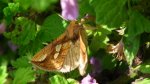 Złocica kostrzewica (Plusia festucae)
